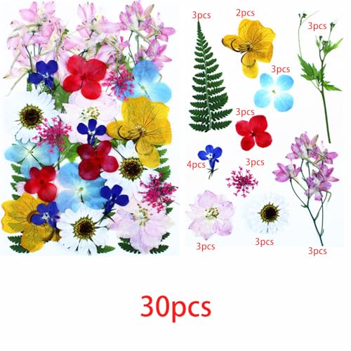 Cayway 4 Pack Pressed Flowers Natural Dried Flowers Colorful Resin Flowers Real Pressed Flowers for Resin Scrapbook DIY Art Crafts, Epoxy Resin Jewelry, Card Making Supplies, Style H - color: 4 Pack Pressed Flowers C