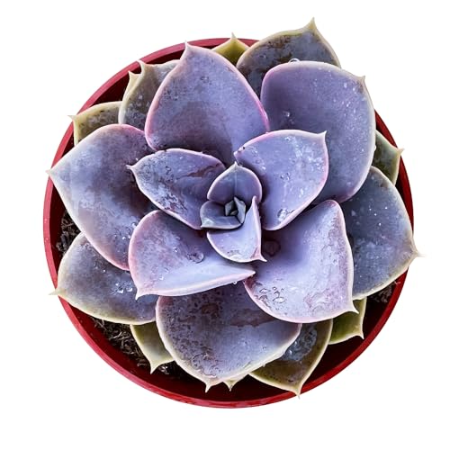 Sprout N Green Echeveria 'Perle von Nürnberg', Live Succulent Fully Rooted in 4" Pot, House Plant for Home Office Wedding Decoration DIY Projects Party Favor, Easy to Care, Pets Friendly - color: Echeveria 'Perle von Nürnberg'