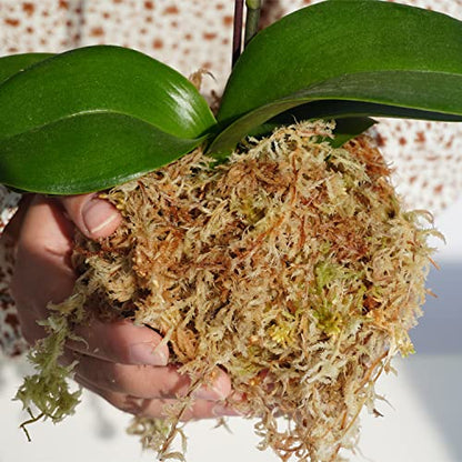 Sphagnum Moss 34QT for Plant Propagation, Great Orchid Potting Mix, Help with Maintain Humidity, 10oz - size: 10 oz