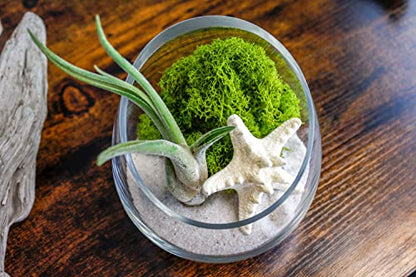 5 Inch Glass Slant Bowl Air Plant Terrarium Complete Kit with White Sand, Live Air Plant, Colorful Reindeer Moss and Starfish (Lime Green) - color: Lime Green