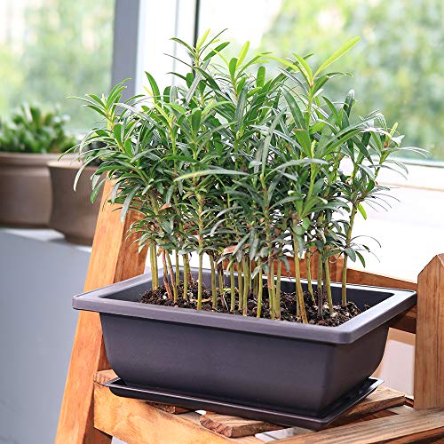MUZHI 6PCS/Pack Retro Style Basin Plastic Flower Pot 6.5 Inch Flower Bonsai Tree Plant Bowl Nursery Pots Maceta Cuadrada Simulational Purple Sands Pots with Tray Rectangle Small - size: 6pcs small rect 6.5"