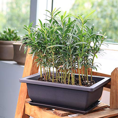 MUZHI 6PCS/Pack Retro Style Basin Plastic Flower Pot 6.5 Inch Flower Bonsai Tree Plant Bowl Nursery Pots Maceta Cuadrada Simulational Purple Sands Pots with Tray Rectangle Small - size: 6pcs small rect 6.5"