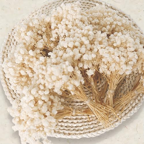 9000+ Mini Dried Babys Breath Flowers, 150 Pcs Ivory White Baby Breath Flowers, Natural Preserved Gypsophila Bouquets for Rustic Wedding Decor, DIY Crafts, Gift Wrapping, Vase Arrangement