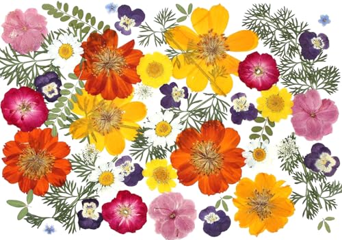 Mix Natrual Dried Pressed Flowers for Crafts & Cake Decorating (Muticolor) | Real Dry Flower for Cocktails, Cupcakes, Desserts, and Resin Jewelry Making - color: Muticolor