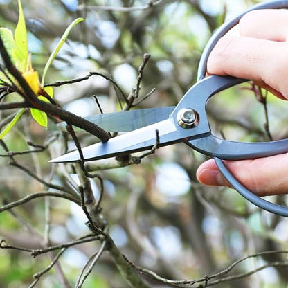 KAKURI Bonsai Scissors Long Blade Made in Japan 8", Japanese Stainless Steel Blade, Large Okubo Shears for Bonsai and Garden Use