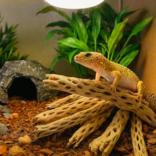 Koyal Wholesale Natural Cholla Wood Aquarium Branches, Airplants Decor, Reptile Perch, Untreated Cholla Wood Piece, Aquarium Driftwood Leopard Gecko Tank & Hermit Crab Accessories (2lb Bag) - size: 2lb Bag