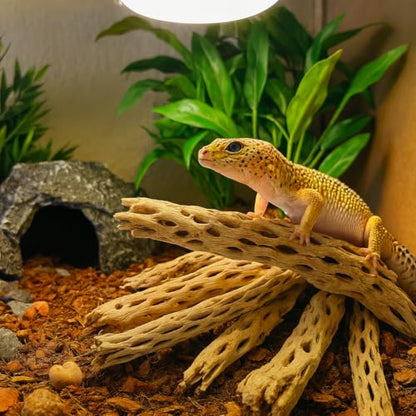 Koyal Wholesale Natural Cholla Wood Aquarium Branches, Airplants Decor, Reptile Perch, Untreated Cholla Wood Piece, Aquarium Driftwood Leopard Gecko Tank & Hermit Crab Accessories (2lb Bag) - size: 2lb Bag