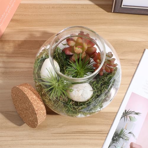 Toddmomy 1pcs Small Glass Plant Terrarium,Desktop Glass Succulent Plant Terrarium with Wooden Lid for Home, Garden, Office Decoration