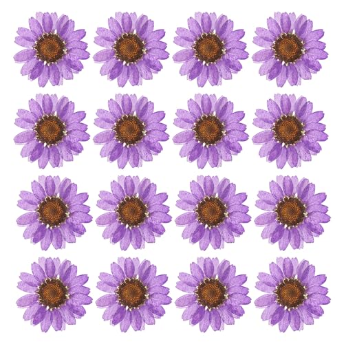 PATIKIL 48 Pcs Dried Pressed Flower Natural Dried Daisy Flower for DIY Art Crafts House Decoration Nails Decoration,Deep Purple - color: Deep Purple