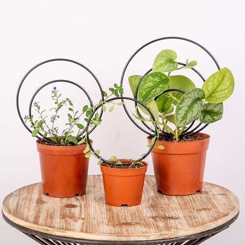 GOOOXIM Premium Hoya Trellis Unique Metal Plant Support for Climbing Plants | Set of 3 Indoor Plant Trellis for Potted Plants, Small Houseplant Support for Pothos, Durable and Ideal Gift - color: Black