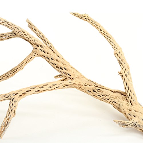 Koyal Wholesale 24" Cholla Wood Aquarium Leopard Gecko Tank Accessories Untreated Large Driftwood for Aquarium Wood Hermit Crab Accessories Drift Wood for Shrimp Tank Gecko Accessories - size: 24-Inch