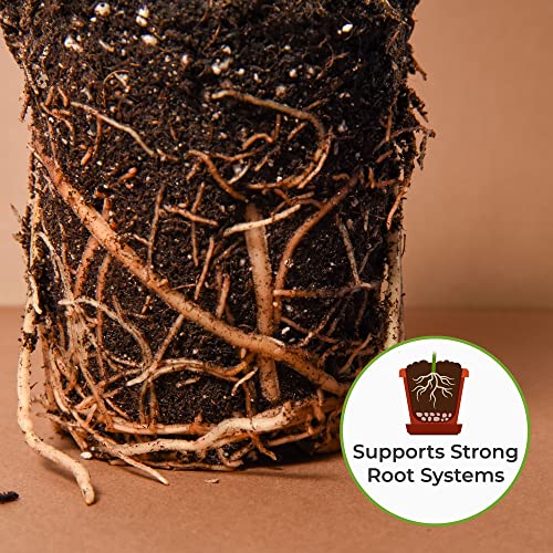 Perfect Plants Snake Plant Soil, 4 qt, Coco Coir Potting Mix - size: 4qt.
