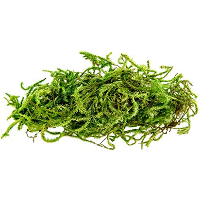 SuperMoss Preserved Forest Moss, 4 Pack