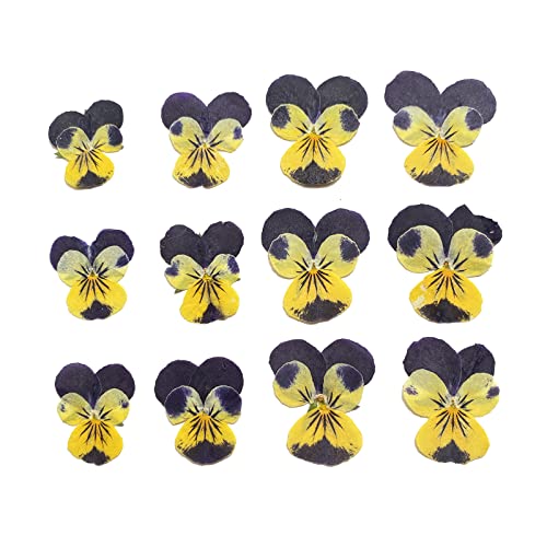YUNZHI Natural Pansy Dried Pressed Flowers for Resin, Dry Flower for Candle,Epoxy Resin,Soap Making,Scrapbooking,DIY Art Crafts,Painting 12pcs/Pack (Pansy Yellow Purple) - color: Pansy Yellow Purple