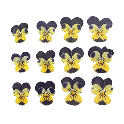 YUNZHI Natural Pansy Dried Pressed Flowers for Resin, Dry Flower for Candle,Epoxy Resin,Soap Making,Scrapbooking,DIY Art Crafts,Painting 12pcs/Pack (Pansy Yellow Purple) - color: Pansy Yellow Purple