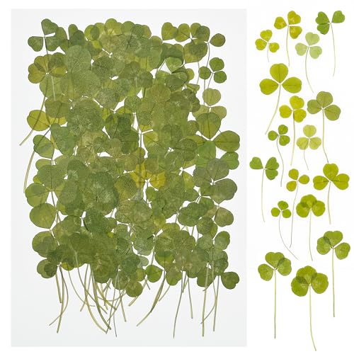 Cayway 100 PCS Real Natural Pressed Flowers for Resin, Natural Dried Pressed Flowers, Real Dried Pressed Flowers for Nail Art Scrapbooking Candle Jewelry Making - color: Green-100-2