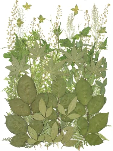 12“ Large Bulk Summer Dried Pressed Flowers for Glass Frame, Real Dry Natural Flower Leaf Daisy for Resin Mold, Cake Decor, Phone Cases (Dried Green Leaves) - color: Dried Green Leaves