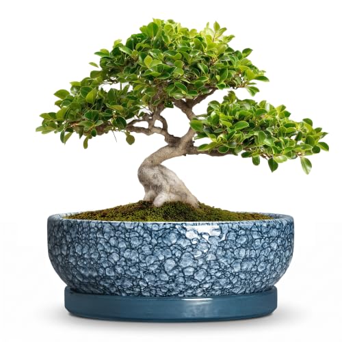 10 Inch Ceramic Bonsai Pots with Saucer, Scale Blue | Pots for Succulents for Indoor Plants, Bonsai Planter with Drainage Hole, Round Bowl Planter, Entryway Decor, Garden Gifts - color: Scale Blue, size: 10 Inch