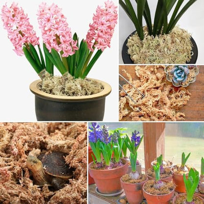 ZeeDix 2.2 lb Premium Sphagnum Moss Bulk, Natural Long Fiber Orchid Sphagnum Peat Moss for Carnivorous Plants Succulent Monstera Indoor Outdoor Plants & Reptiles Terrariums Habitats(Expands to 40 qt) - size: 2.2 pounds