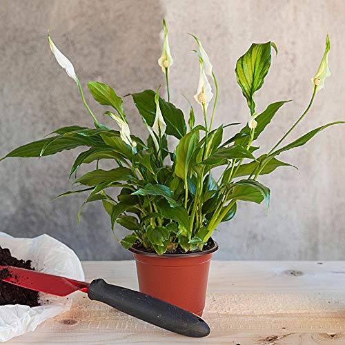 200-Pack 4 Inch Plastic Nursery Pots Come with 200 Pcs Labels, Seedling Flower Plant Container and Seed Starting Pots - size: 4 Inch