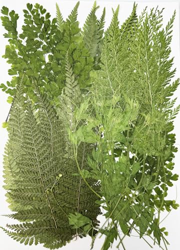 50 pcs Real Dried Pressed Leaves Natural Assorted Adiantum,Stenoloma Chusana for DIY Resin Jewelry Art Floral Decors - color: Assorted Leaves Style 1(50pcs/Pack)