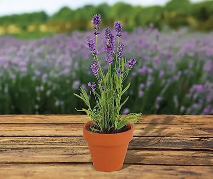 BUZZY Seeds Lavender Grow Kit 20-Pack, Mini Terracotta Pots, Bulk Favors - color: Multicolor