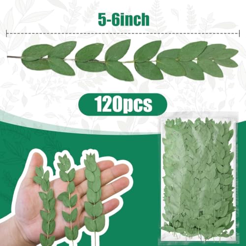 120 Pcs Pressed Eucalyptus Leaves, Natural Preserved Botanical Leaves