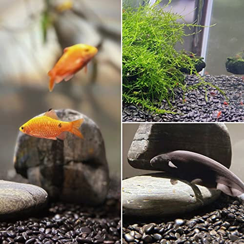1-2.2 Inch High Decorative Black River Rocks, 5LB Polished Stones, Pebbles for Landscaping, Fish Tank, Garden, Vase Filling Pebbles, Outdoor Decorative River Rocks - size: 5LB, style: Black