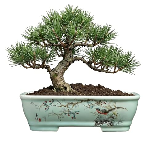 8" Bonsai Pots with Tray, Rectangular Planter in Blue & White - color: Blue Flower and Bird