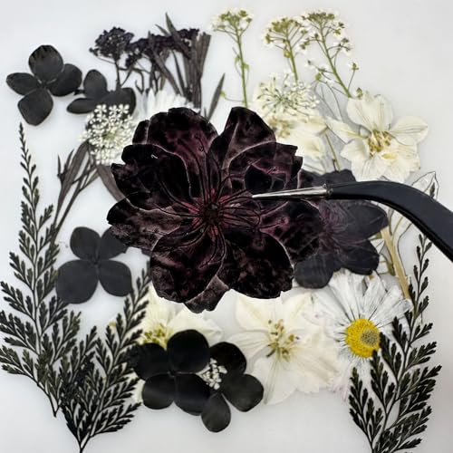Cayway 2 Pack Pressed Flowers Natural Dried Flowers Black Resin Flowers Real Pressed Flowers with Butterfly Sticker for Resin Scrapbook DIY Art Crafts, Epoxy Resin Jewelry Supplies, Style D - color: Black White Style D