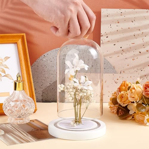 PH PandaHall Glass Dome with Base Cloche Cloche Bell Jar Display Dome Case Glass Decoration Bottles for Plants Flower Display Clay Succulents Storage Home Party Favor Decoration 3.5x7 inch
