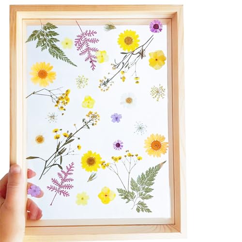 Cayway 4 Pack Pressed Flowers Natural Dried Flowers Colorful Resin Flowers Real Pressed Flowers for Resin Scrapbook DIY Art Crafts, Epoxy Resin Jewelry, Card Making Supplies, Style G - color: 4 Pack Pressed Flowers B