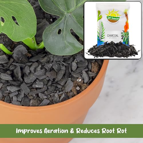 Soil Sunrise Horticultural Charcoal for Indoor Plants (8 Quarts) Hardwood Soil Additive for Orchids, Terrariums, and Gardening - size: 8 Quarts