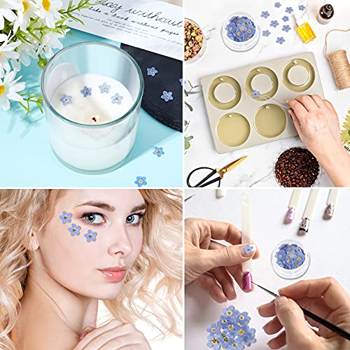 Nuanchu 50 Pieces Forget Me Not Dried Flowers Natural Real Pressed, Blue | for Resin Jewelry Making, Nail Art Decorations, Candle Card Crafts, DIY Ornaments, Pressed Flower Projects, Botanical