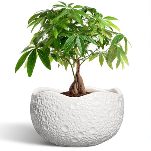 10 Inch Plant Pot - Ceramic Planter for Indoor Outdoor, Round Bonsai Pots, Decorative Flower Pots with Drainage Hole, Modern Unique Planters, House Decor, Home Gifts, White - color: White, size: 10.5 Inch