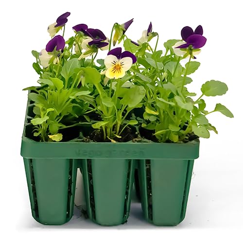 Vego garden Standard Seedling Trays Without Lids, 32 Pack for Seedlings Reusable Propagator Growing Starter Tray, Germination Trays Kit for Greenhouse/Garden (8-Cell per Tray) - size: 32 Packs, style: 8 Cells Standard Size