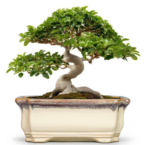 13.7 Inch Bonsai Planter - Ceramic Bonsai Tree Pots for Indoor Outdoor Plants, Succulent Pots with Drainage Hole, Large Plant Pot, Patio Decor, Gifts for Gardeners, Rectangular Beige-Brown - color: Rectangular Beige-brown, size: 13.5 Inch