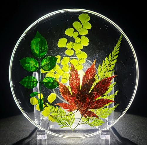 3.9" Real Green Ferns w/ Leaves in Crystal Clear Lucite Resin Specimen Office Home Table Wall Kitchen Party Decor Botanist Herb Herbarium Paperweight Botany Display Collection Gift + Stand - color: Green Ferns W/ Leaves