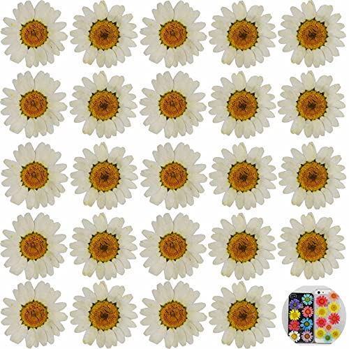 24 PCs White Daisy Real Natural Dried Pressed Flowers for Candle Making Art Craft DIY - color: White