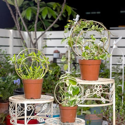 Mirthdino Hoya Trellis- Metal Plant Trellis Indoor 3-Pack for Climbing Plants - Gold Small Garden Trellis for Ivy and Flowers - Unique Patterns - Outdoor Potted Plant Support | Small Plant Trellis for Pots, Hoya Trellis for Indoor Plants, Pothos Trellis I