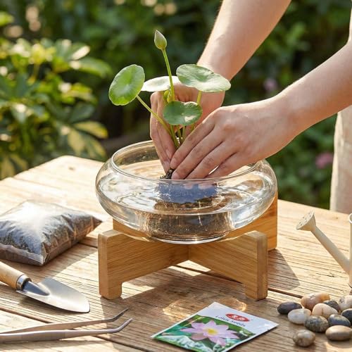 Baderke 2 Pcs Lotus Bowl Planter with Base 5.9 inch Glass Hydroponic Planter Water Lily Bowl for Planting Aquatic and Indoor Plants Clear Terrarium Household Basin Decor