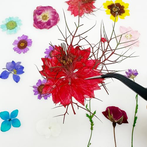 Cayway 36 PCS Dried Pressed Flowers for Resin, Mixed Color Real Pressed Flowers Dry Leaves Kit Natural Dried Pressed Leaves for Art Crafts Resin Scrapbook Supplies Soap Candle DIY - color: Purplish-red-36