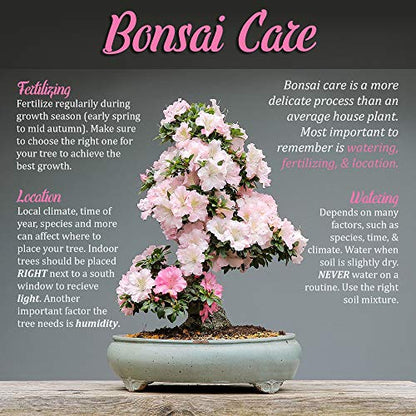 BambooMN Bonsai Tool Kit 5pc Basic Care Set - 1 Set - color: 5pc Basic Care Set