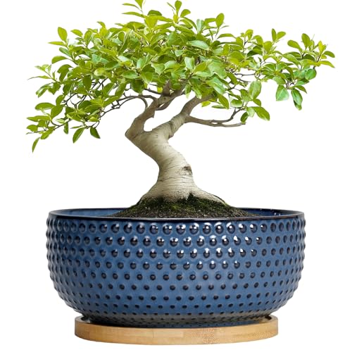 Bonsai Pots - 8 Inch Ceramic Pots for Succulent Plants & Bonsai Tree, Planter with Drainage Hole and Saucer, Modern Round Decorative Flower Planters, House Decor, Gifts for Women Man, Blue - color: Blue