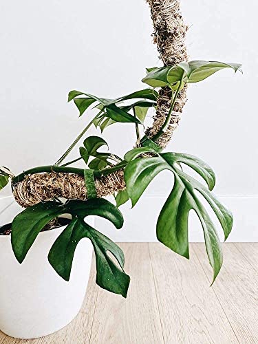 Bendable Moss Pole, 42'', Monstera Plant Support | Climbing Indoor Plants, 100% Sustainably Farmed, Flexible Handmade Sphagnum, Indoor Growth - size: 42 Inches