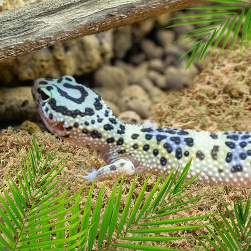 12 OZ Long Fiber Sphagnum Moss for Reptiles, 20 QT Terrarium Moss | Natural Dried Moss for Snakes Turtles Frogs Geckos Ball Pythons Bearded Dragons Lizards Tank Accessories, Moisture Retention - size: 12 OZ