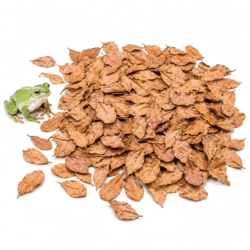 SunGrow Mini Catappa Leaf Litter for Frogs, Increases Humidity, Ideal Hunting Ground for Fierce Frogs, Makes Terrarium Feel Like Home, Easy Maintenance, A Must for Dart Tadpoles, 100 Pcs