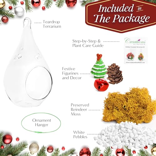 Creations by Nathalie Holiday Glass Terrarium Kit with Live Plant 5" Inch | DIY glass terrarium kit with live plant and moss, including supplies to create an indoor terrarium display for home décor. - size: 5" Glass Teardrop