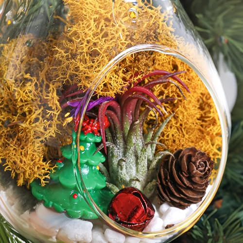 Creations by Nathalie DIY Air Plant Terrarium Kit with Glass Terrariums | DIY air plant terrarium kit with glass terrariums, moss, and decorative supplies for creating indoor displays with air plant. - size: Glass Globe + Glass Teardrop Ornament