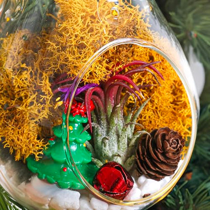 Creations by Nathalie DIY Air Plant Terrarium Kit with Glass Terrariums | DIY air plant terrarium kit with glass terrariums, moss, and decorative supplies for creating indoor displays with air plant. - size: Glass Globe + Glass Teardrop Ornament